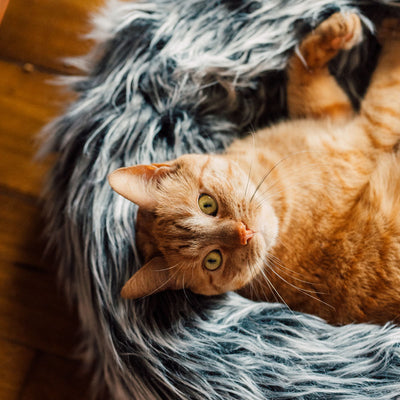 Fluffi Donut