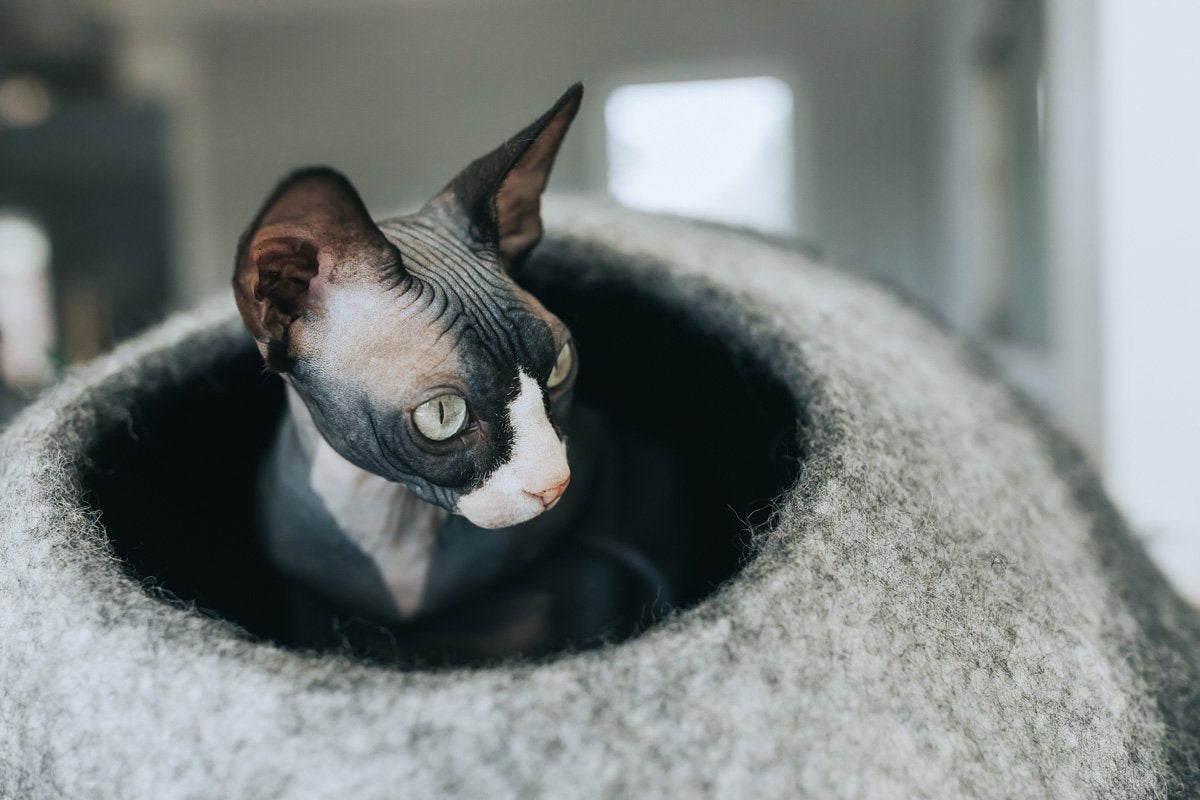 Skyline Cat Cave